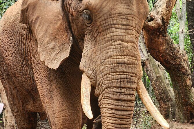 Walk with Elephants Experience plus Monkey Forest Walk - Authentic Experiences and Real-World Feedback