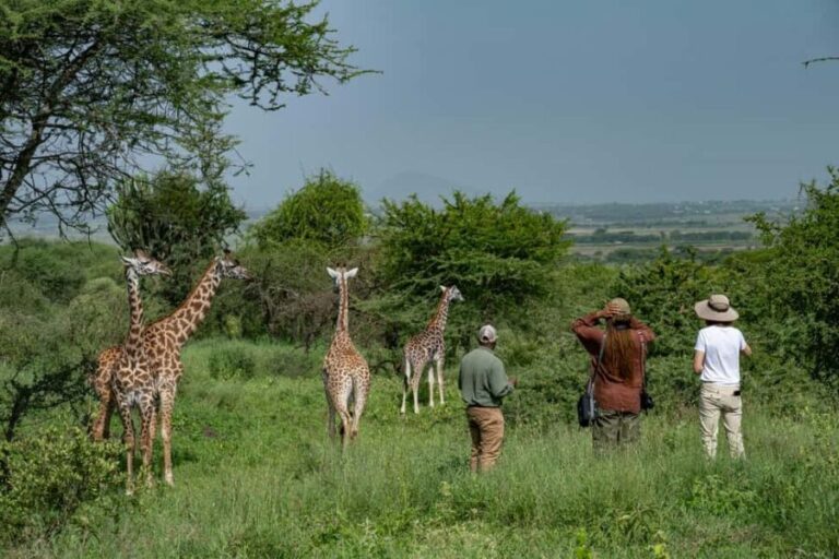 Walk With Giraffes: Entry Ticket - What Is the Walk With Giraffes Tour?