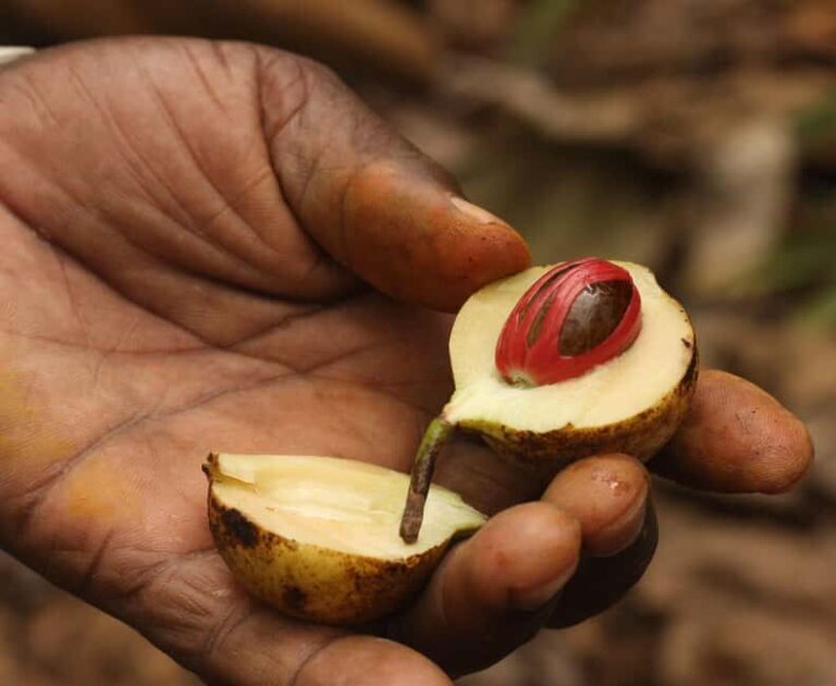 Walking Stone Town Tour + Spice Farm Tour with Guide - Key Points