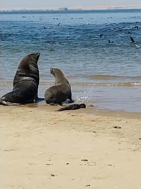 Walvis Bay: Kayaking and Sandwich Harbour Full-Day Tour - FAQ
