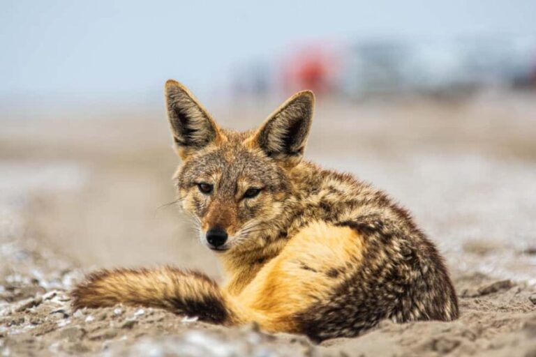 Walvis Bay : Pelican Point Birding and Cape Fur seal tour - Who Would Love This Tour?