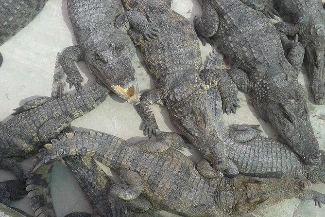 War Museum, Killing Field and Floating village ( Chong Kneas) Tour - What Travelers Say