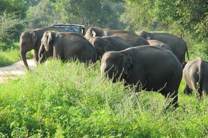 Wasgamuwa National Park Entrance Ticket with Private Safari - An Honest Look at the Experience