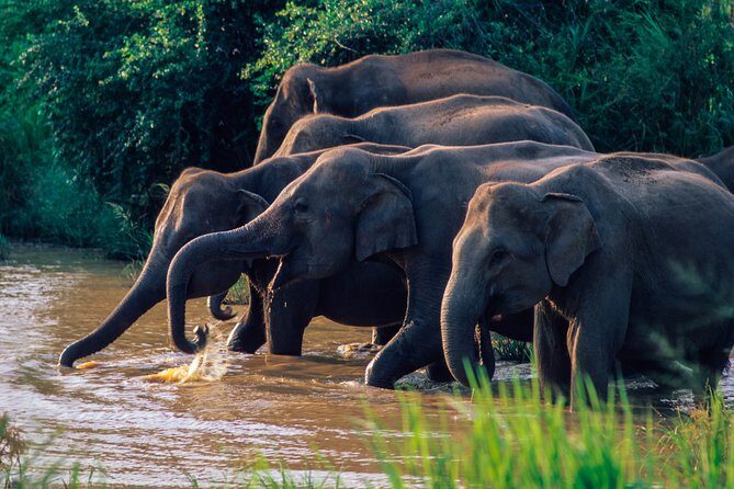 Wasgamuwa National Park Private Safari - Who Should Consider This Tour?