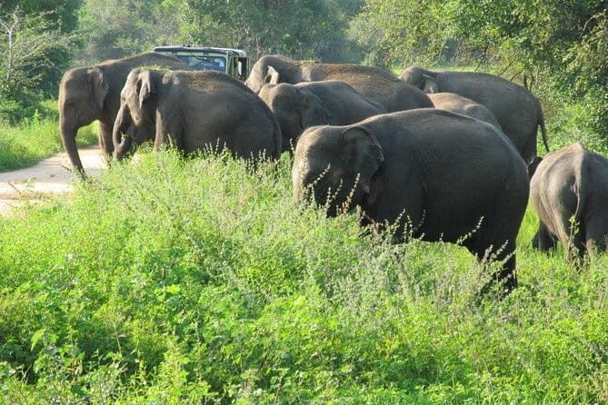 Wasgamuwa National Park Safari from Kandy - The Practicalities