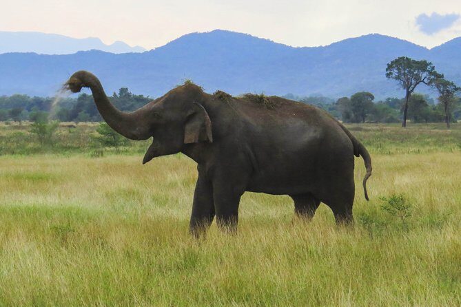 Wasgamuwa National Park Safari - Who Should Consider This Safari?