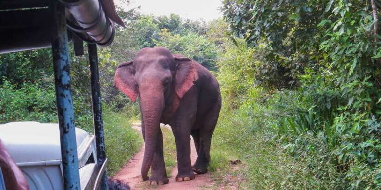 Wasgamuwa: Wasgamuwa National Park Private 3-Hour Safari - The Value of the Experience