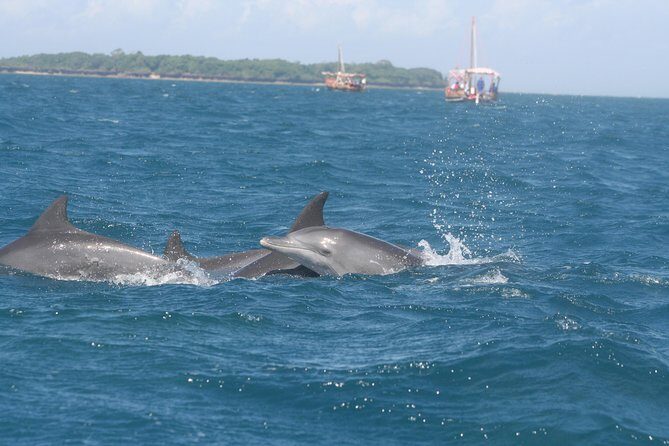 Wasini Dolphin Day Trip - Key Points