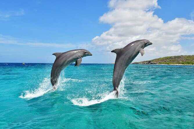 Wasini Dolphin Snorkeling - Detailed Review of the Tour