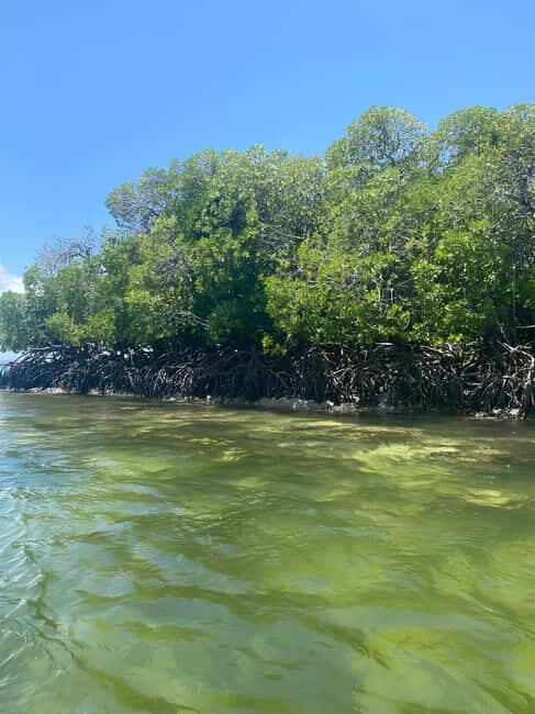 Watamu: Blue Snorkeling Safari, Mida Creek, and lobsters on Sudi Island - Who Is This Tour Best For?