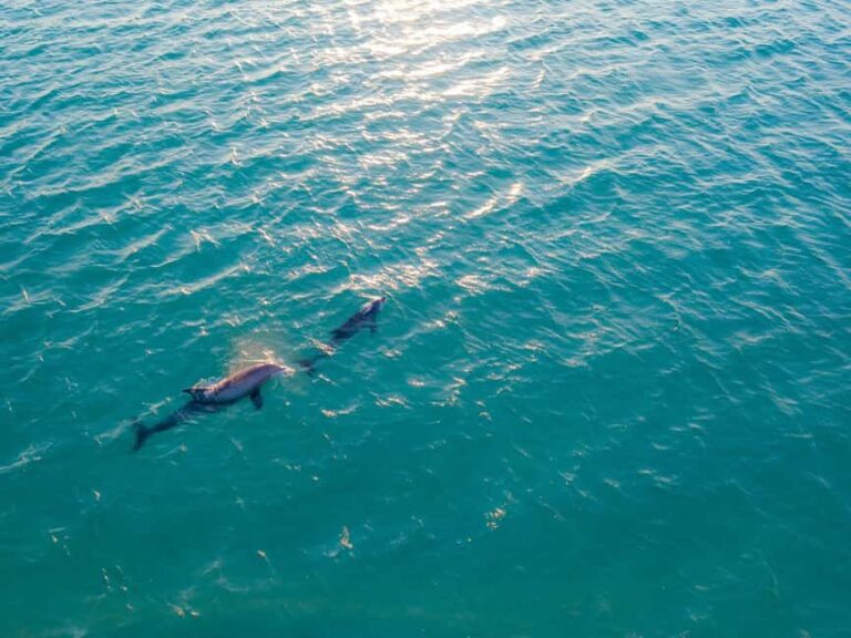 Watamu: Dolphin Watching and Snorkeling Boat Tour - What’s Included and What to Consider