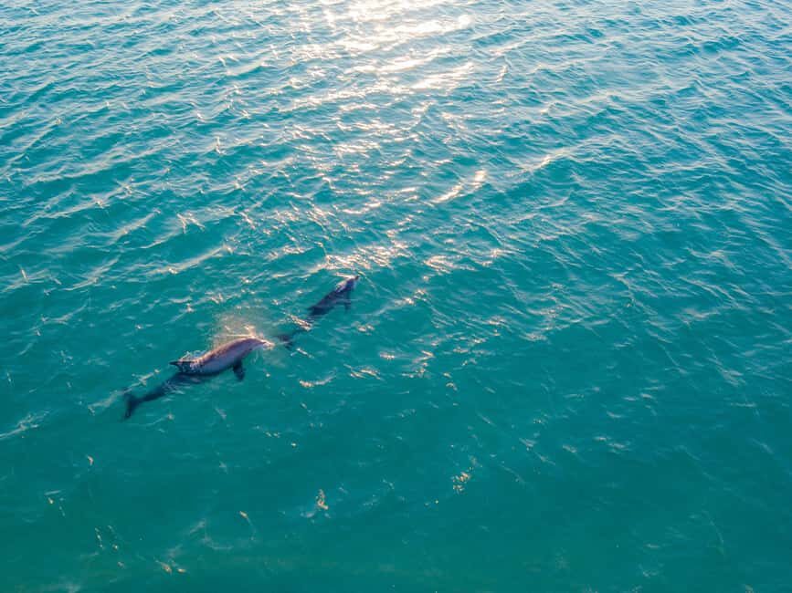 Watamu: Dolphin Watching and Snorkeling Boat Tour - What’s Included and What to Consider