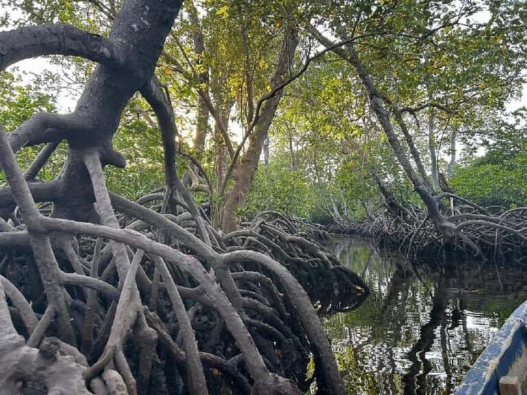 Watamu: Mida Creek Mangrove & Birdwatching Tour w/Boat Ride - Who Will Love This Tour?
