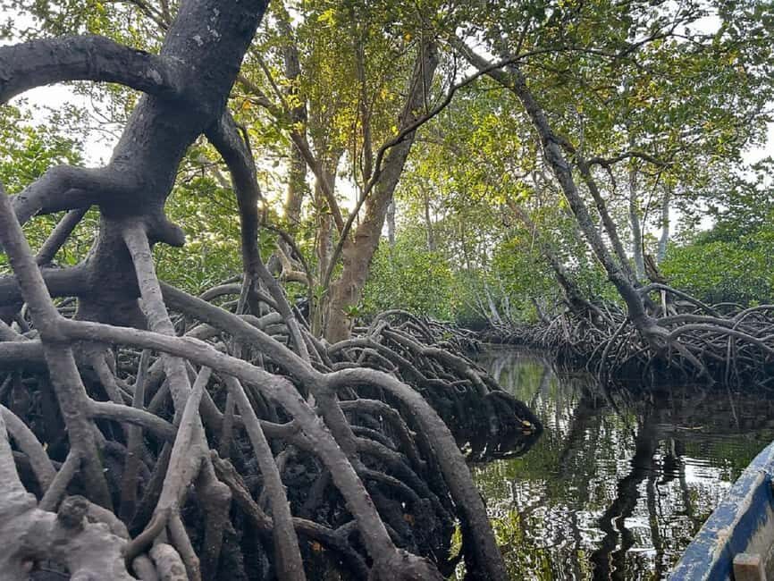 Watamu: Mida Creek Mangrove & Birdwatching Tour w/Boat Ride - Who Will Love This Tour?