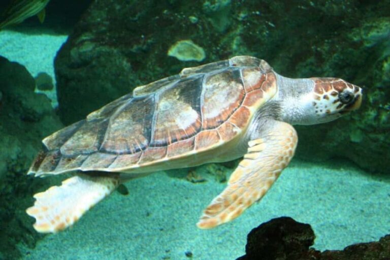 Watch Sea Turtles Nesting Night Tour in Sal Island - What Travelers Say: Authentic Perspectives
