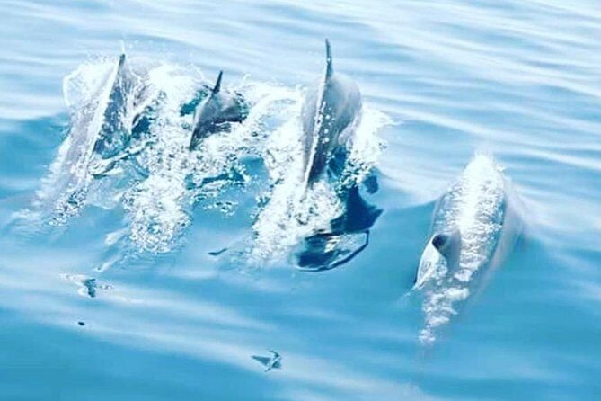 Watching Dolphins, Muscat - The Value of the Tour