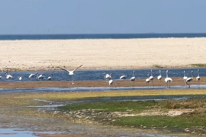 West Salalah Beaches and Blowholes - What Makes This Tour Stand Out