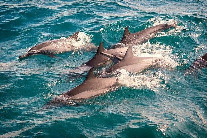 Whale & Dolphin Watching Day Tour including Handunugoda Teafactory - A Closer Look at the Itinerary