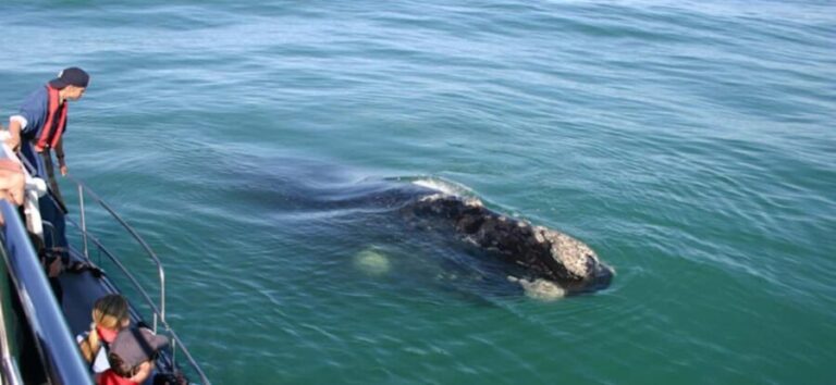 Whale Route Full Day Tour - Final Thoughts