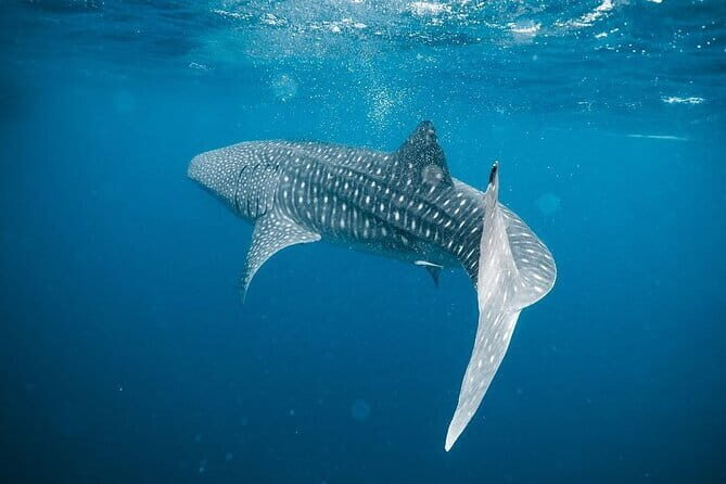 Whale Shark Adventure 2 Days 1 Night Sharing Trip - Transportation and Group Dynamic