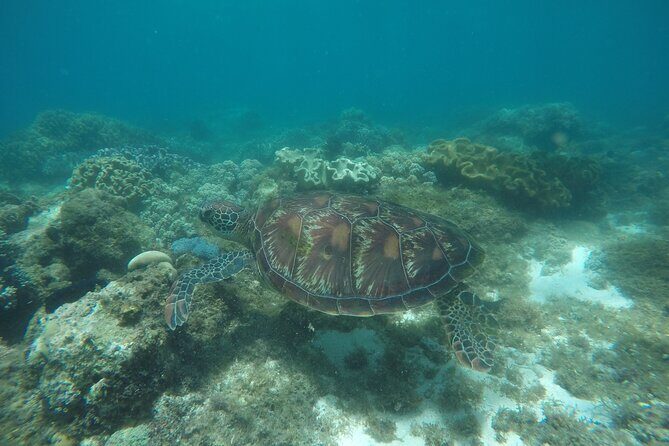 Whale Shark, Canyoneering, Sardines Run and Turtles with Transpo - Kawasan Canyoneering: An Adrenaline Rush
