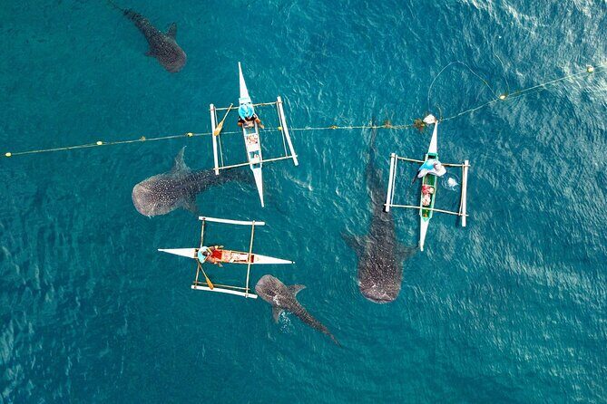 Whale Shark Encounter and Tumalog Waterfalls Tour - The Sum Up
