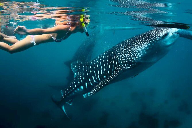 Whale Shark Watching and Sumilon Sandbar Private Tour Package - Who Will Benefit Most?