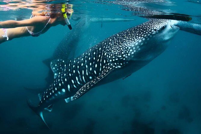 Whale Shark Watching & Tumalog Falls & Kawasan Falls - The Practicalities: What’s Included and What to Expect