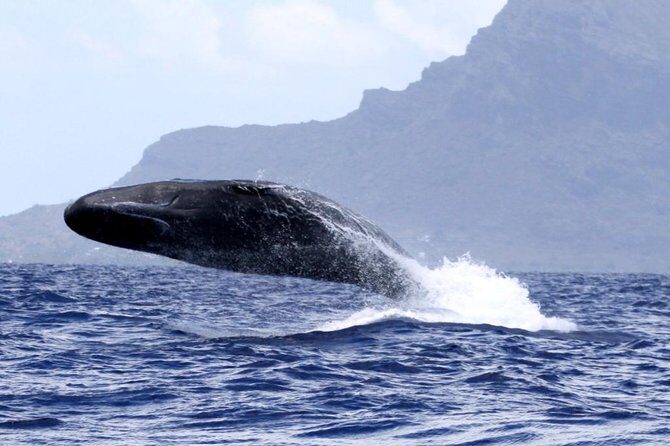 Whale watching - An In-Depth Look at the Tour Experience