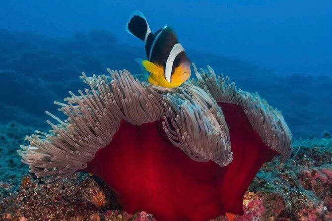 Whale Watching and Private Ocean Safari Experience in Mauritius - Authentic Encounters Backed by Praise