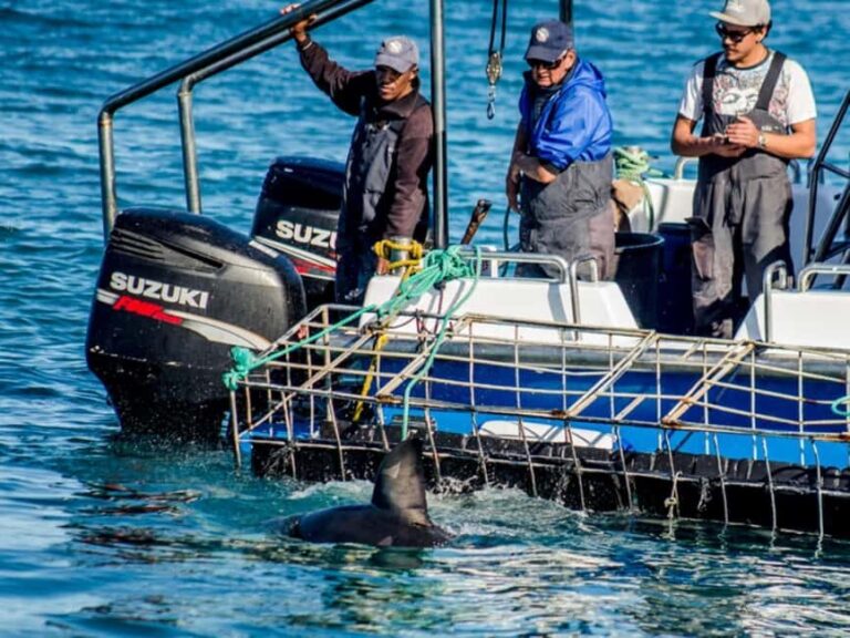 Whale Watching Boat trip in Hermanus - All inclusive - Who Will Love This Tour?