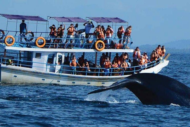 Whale Watching Experience in Mirissa - The Itinerary in Detail