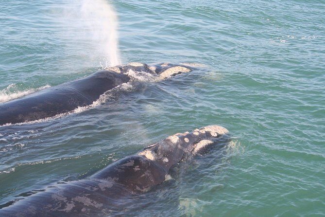 Whale Watching Hermanus - Boat base - Insights From Reviews