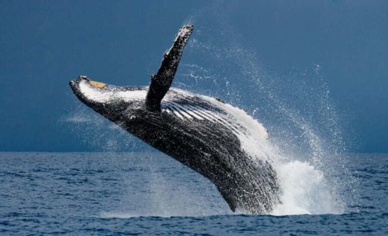 Whale watching Hermanus instagram, group tour from Cape Town - Harold Porter Botanical Garden — A Floral Retreat