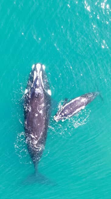 Whale Watching in Hermanus Shared Tour - How the Tour Adds Value