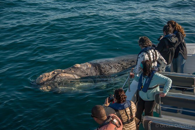 Whale Watching Knysna - Close Encounter Experience Ocean Odyssey - The Value of Guided Marine Tours