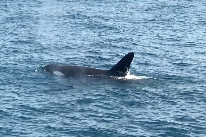 Whale Watching Mirissa in Sri Lanka with Pickup and Breakfast - The Value: Price and Experience