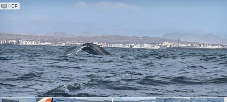Whale watching tour SEASONAL - The Sum Up