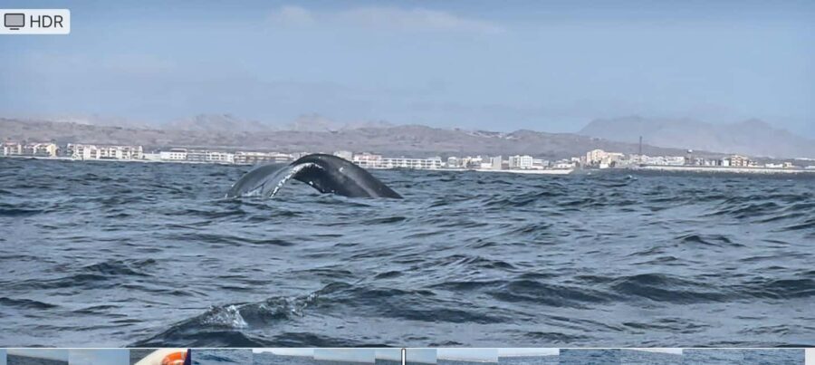 Whale watching tour SEASONAL - The Sum Up