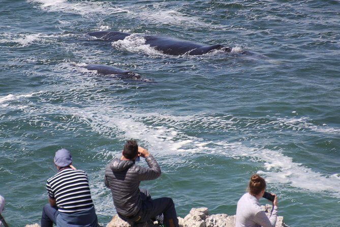Whale Watching Walking Tours (Land-Based) - from JUNE 2025 - The Itinerary in Detail: A Closer Look
