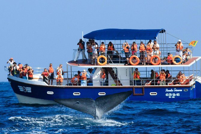 Whales and Dolphins Watching Mirissa - The Itinerary Breakdown: What to Expect