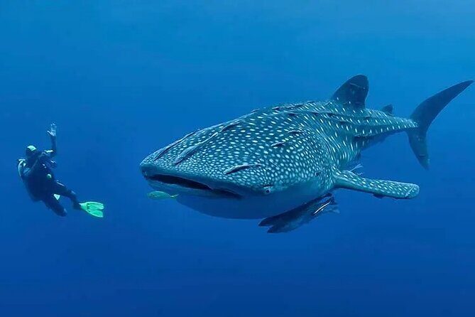 Whaleshark & Sumilon Is and Moalboal Sardines & Turtle Tour - Authenticity and Authentic Encounters
