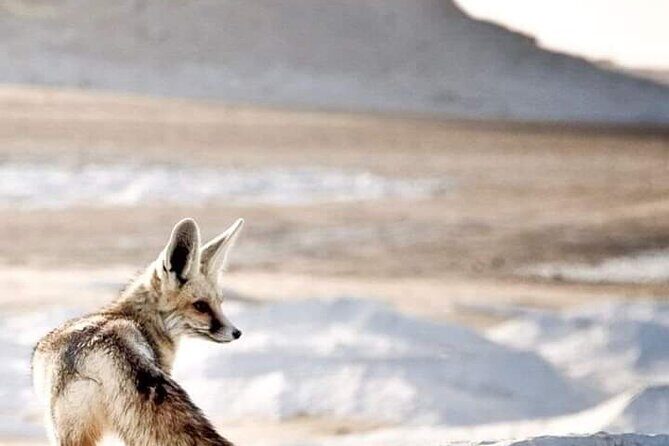 White Desert Awaits Ultimate Safari Adventure - What Travelers Say: Authentic Feedback