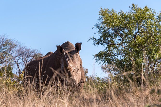 White Rhino Walk in the Mosi oa Tunya - FAQ