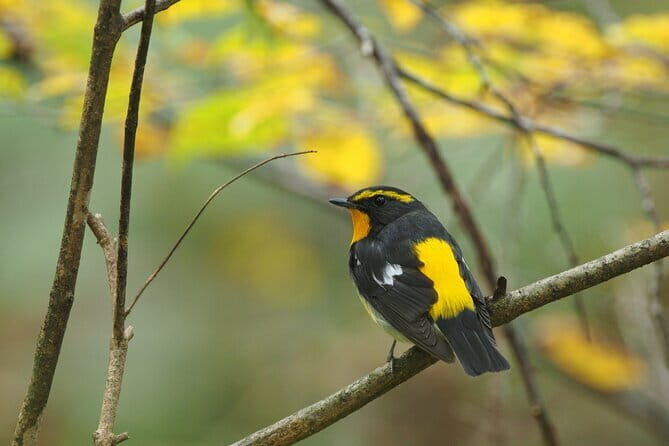 Wild Bird Sanctuary Forest Guided Tour in Nagano - The Itinerary in Detail