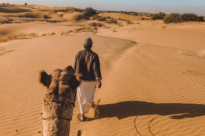 Wild Desert Overnight Safari - An In-Depth Look at the Wild Desert Overnight Safari
