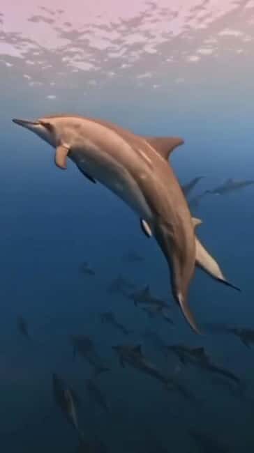 Wild Dolphin Encounter & Snorkeling Adventure Mauritius. - The Realities of the Dolphin Encounter