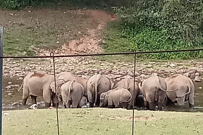 Wild Elephant Anakulam & Waterfalls Tour(munnar valley Trekking) - What the Tour Includes – And What It Doesn’t