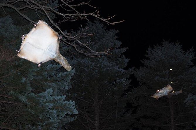 Wild Japanese Flying Squirrel Watching Tour in Nagano - Authenticity and Educational Value