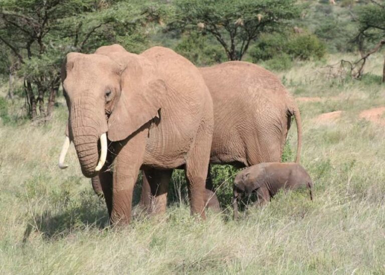 Wild Kenya Safari Explore Amboseli, Tsavo West & East 4 Days - What’s Included and What’s Not